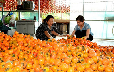 Nông dân Đà Lạt sấy hồng bằng công nghệ Nhật Bản