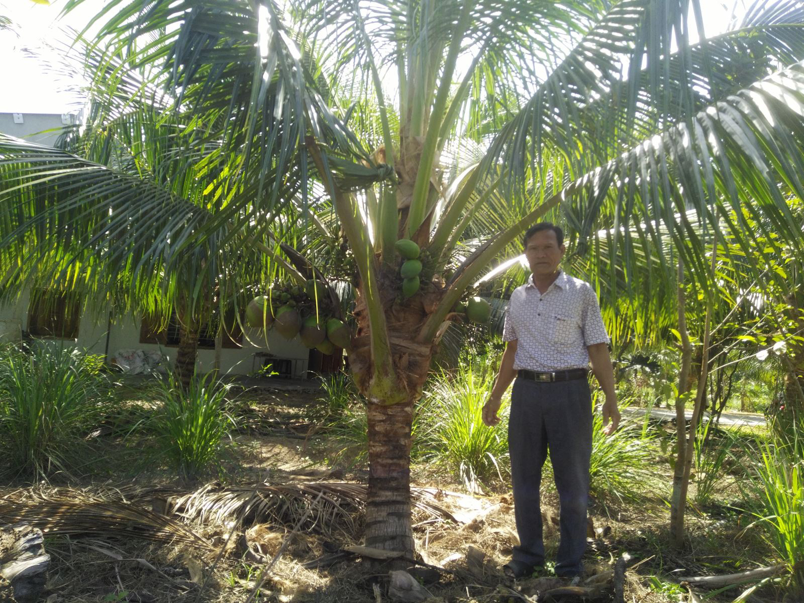 Phú Yên: Liều trồng dừa xiêm lùn, cây thấp tè đã ra trái quá trời, chưa quảng cáo thương lái đã đòi mua