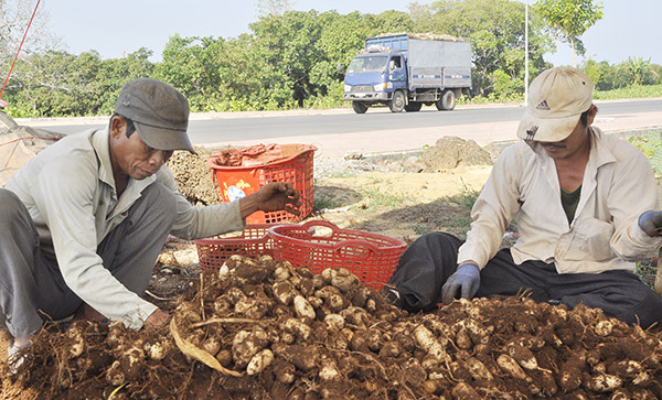 Đồng Nai: Đổi đời nhờ trồng thứ cây lạ ra từng chùm củ to như quả trứng gà, ăn giòn, ngọt mà lại dẻo