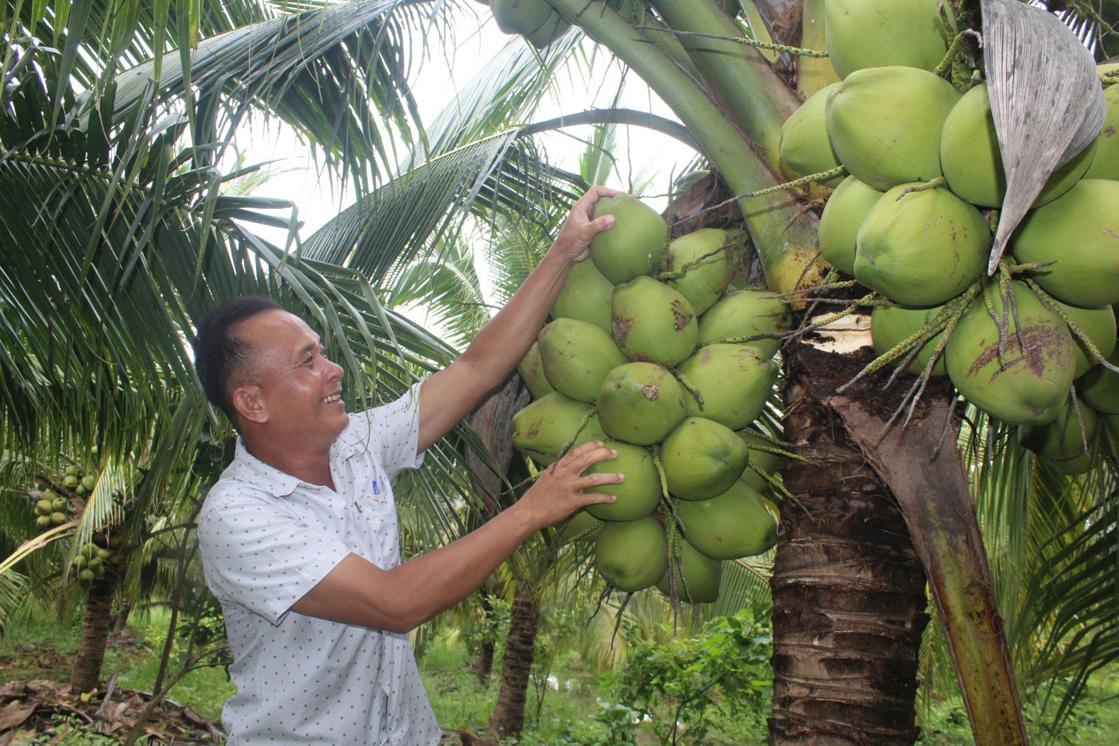 Long An: Trồng thứ dừa lạ, cây thấp tè đã đeo đầy trái, nước dừa thơm mùi dứa, ông nông dân đổi đời