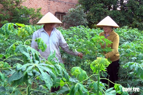 Gần 9.500ha khoai mì bị bệnh khảm lá tấn công ở Đồng Nai