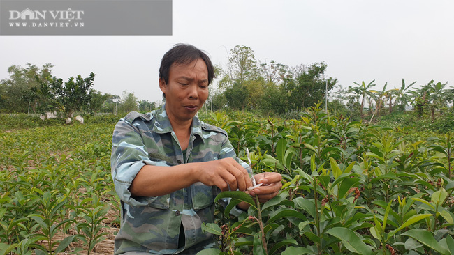 Bán cây giống gì mà một ông nông dân tỉnh Thái Bình lãi gần 1 tỷ đồng mỗi năm, thoát cảnh sạt nghiệp?