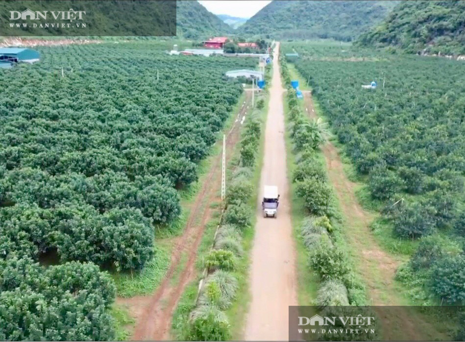 Thanh Hóa: Bỏ phố lên núi nuôi ngựa, phân ngựa nuôi giun, phân giun trồng 30.000 cây cam, bưởi ra sai quả 