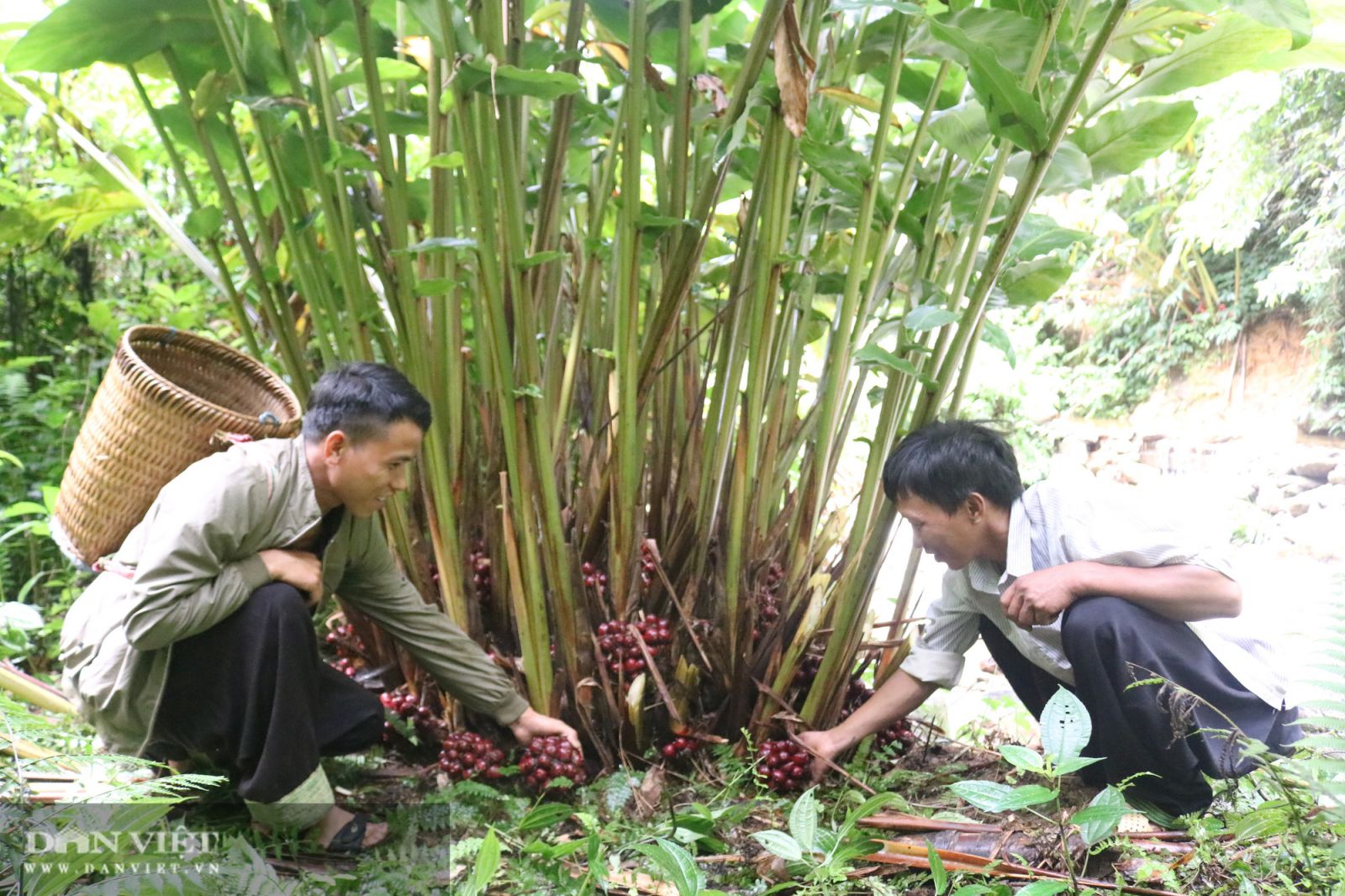 Sơn La: Người Mông ở đây làm giàu từ trồng thứ cây ra quả đỏ chi chít dưới gốc, mang về phơi thơm lừng