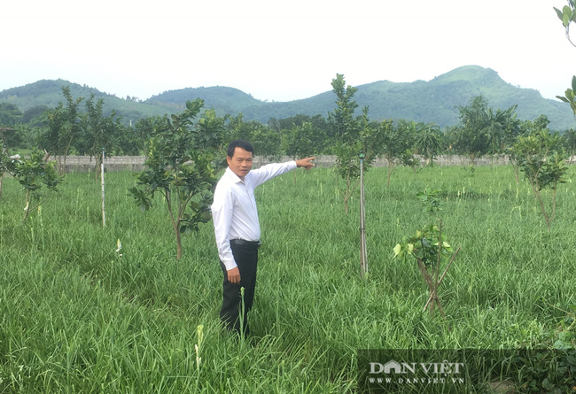 Trồng loài hoa trắng tinh khiết nở về đêm mà ý nghĩa nói cả ngày không hết, nông dân Thanh Hóa kiếm bộn tiền