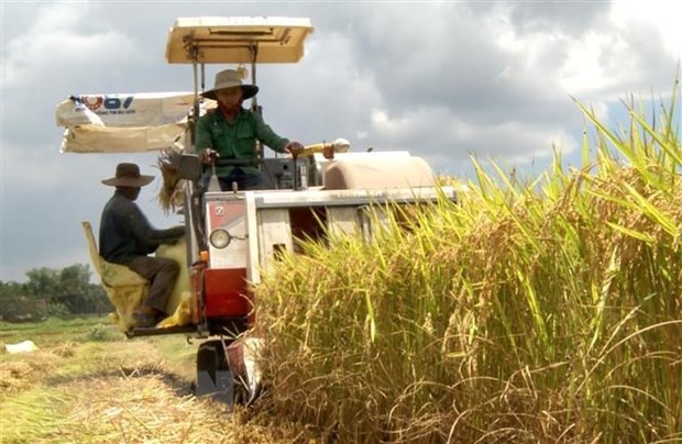 Thị trường nông sản tuần qua: Giá lúa gạo tăng, càphê và tiêu lao dốc