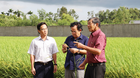 Gạo Việt đừng mải mê sản lượng