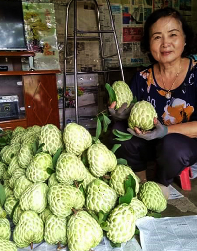 Tự Ghép Mắt Nhân Giống, Tạo Ra Giống Mãng Cầu Na, Quả Khủng Gần 1kg