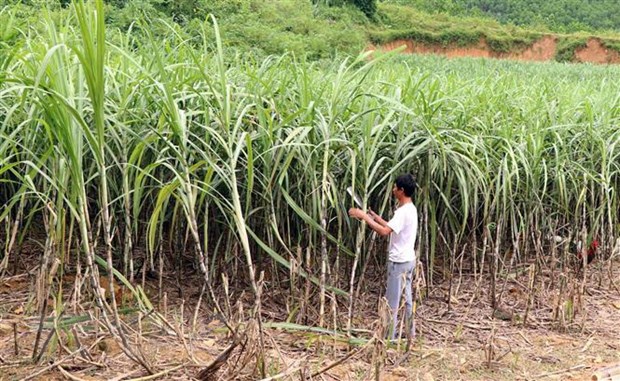 Vượt khó, doanh nghiệp mía đường tìm cơ hội trước thềm niên vụ mới