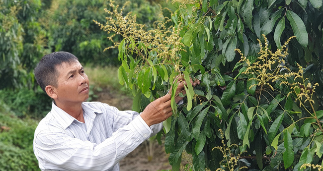 Hậu Giang: Liên kết sản xuất trái cây, hạn chế ảnh hưởng hạn mặn