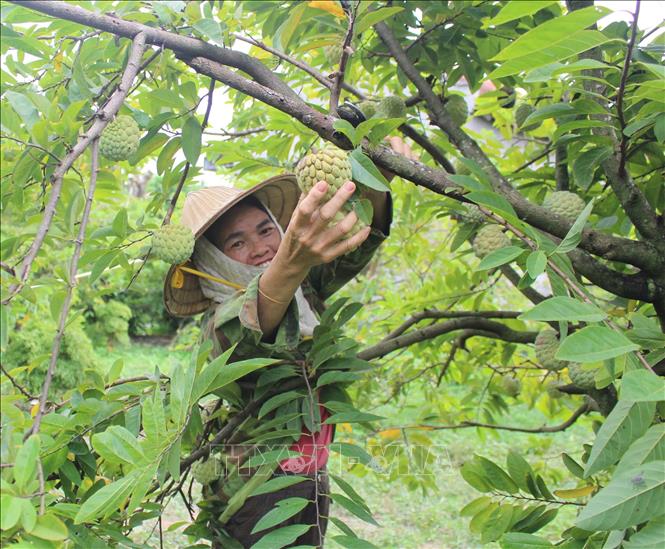 Làm giàu từ cây na dai ở Bồ Lý