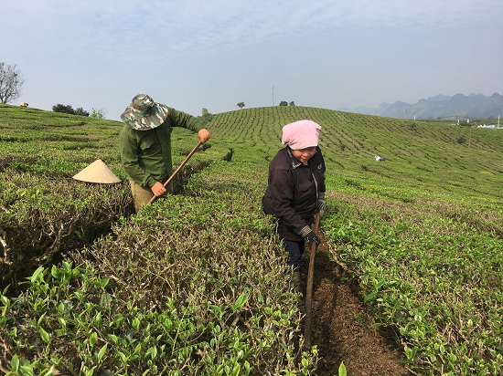Mộc Châu: Nông Dân Kiếm Bộn Tiền Từ Trồng Chè VietGAP