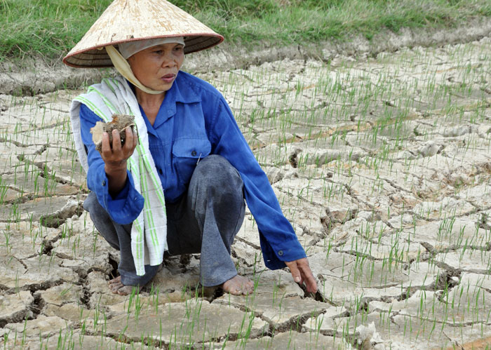Thanh Hóa: Nông Dân Cay Đắng Nhìn Ruộng Nứt Toác, Lúa Sắp Chết Khô