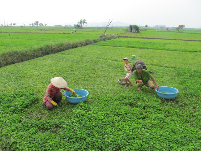 Ở nơi này, dân trồng xanh đồng rau má, nhà nào cũng nhanh khấm khá