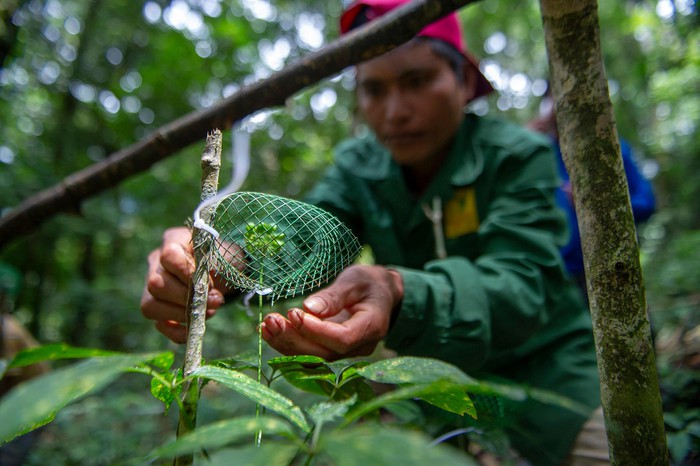 Người Xơ Đăng trồng sâm vàng trên núi cao 2.000 m