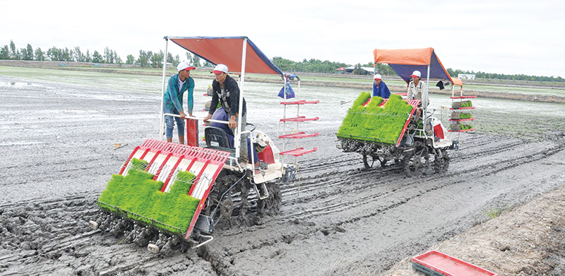 Sức Hút Của Lúa Nhật, Doanh Nghiệp Đặt Mua Ngay Từ Khi Trồng