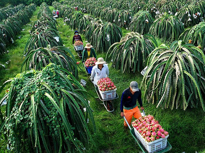 Từ chuyện thanh long Việt Nam bị Thái Lan trả lại