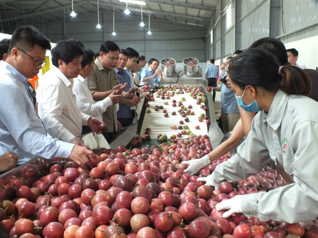 Những người viết nên kỳ tích đưa nông sản xuất ngoại