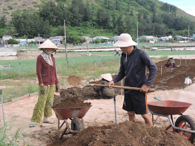 Lý Sơn vào vụ tỏi mới