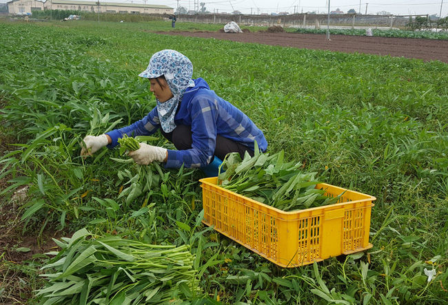 Quỹ Hỗ trợ nông dân-nguồn vốn “đỡ đầu” để nông dân mạnh dạn trồng rau sạch, nuôi những đàn bò tiền tỷ