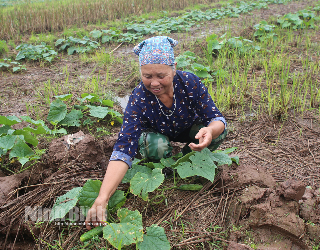 Ninh Bình: Trồng dưa chuột bò mặt đất, trồng như chơi mà thu hàng tấn trái, lời gấp 5-6 lần so với cấy lúa
