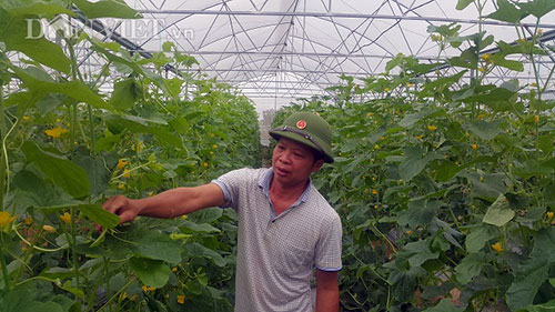 Trồng Dưa Lưới Trong Nhà Kính, Mỗi Vụ Lãi 50 Triệu Đồng