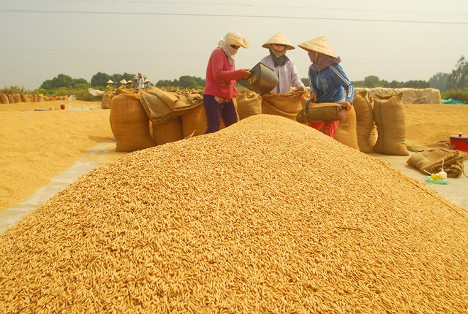 Nông Dân Muốn Trữ Lúa Chờ Giá