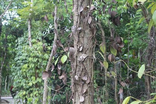 Tiêu Chết, Nông Dân Quảng Nam Cũng Liêu Xiêu