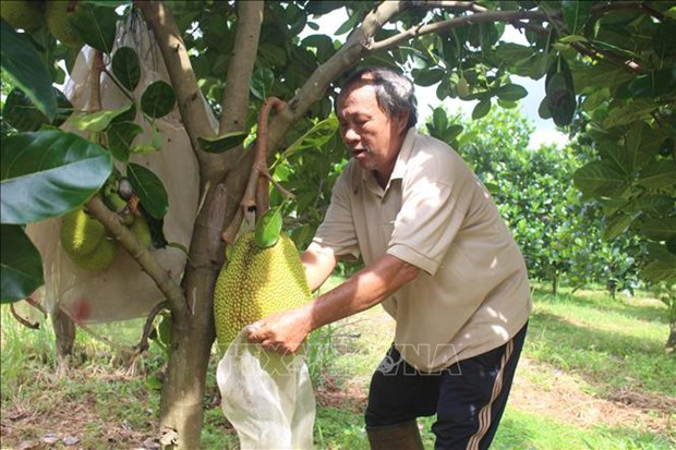 Bình Phước: Mặc kệ thiên hạ trồng tiêu, một ông nông dân chăm trồng mít ra trái to bự, bất ngờ thành tỷ phú