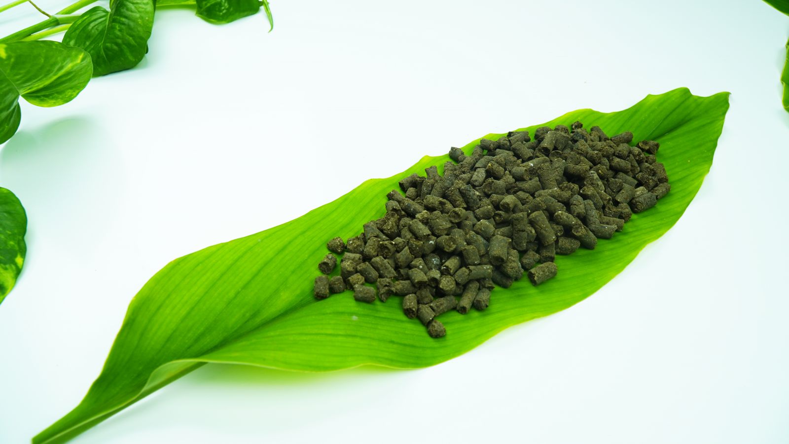 FUHOMA