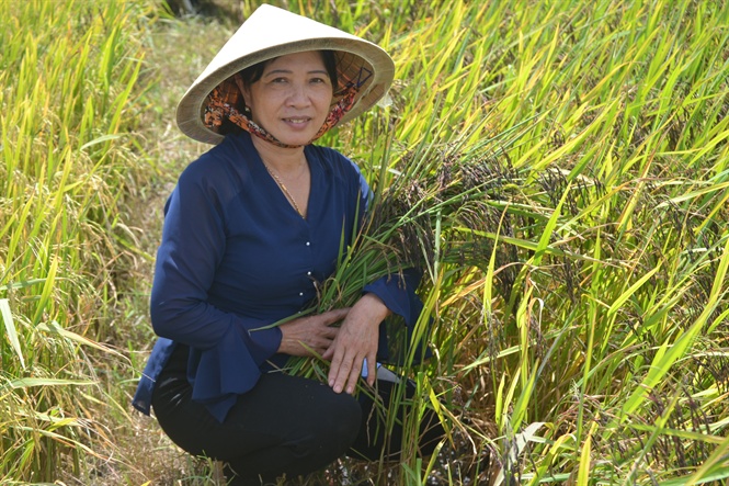 Trồng Lúa Thảo Dược Khỏe Người, Tăng Thu Nhập