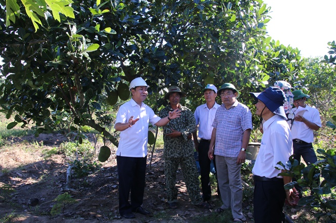 Ninh Thuận Phát Triển Cây Ăn Quả