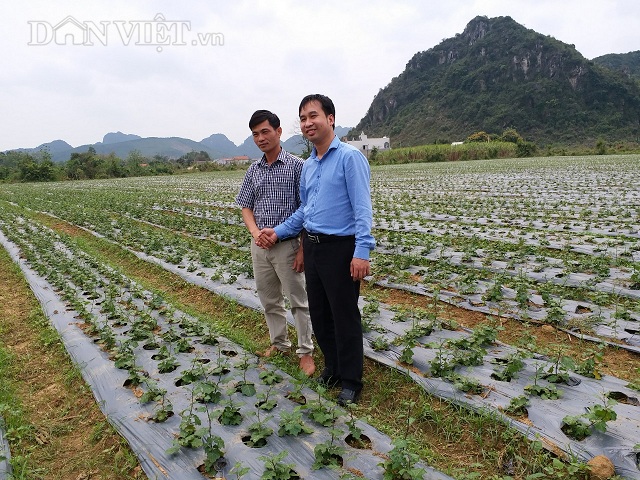 Không Làm Thầy Giáo, Về Quê Trồng Cây Dại Lại Có Tiền Tỷ Mỗi Năm