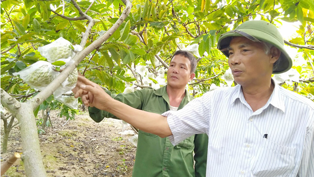 Bắc Giang: Trồng na ra quả trái vụ, hái hàng tấn, toàn quả to bự, nông dân lãi hàng trăm triệu đồng