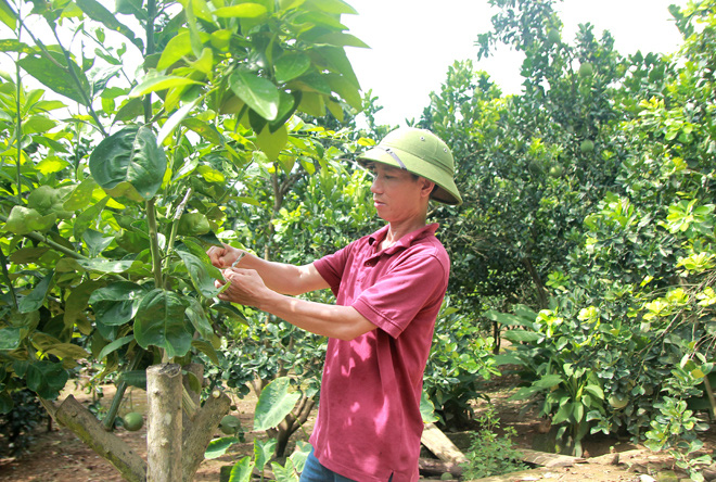 Tuyên Quang: Ông tỷ phú nông dân này ghép cam lên gốc bưởi, bất ngờ hái tới 60 tấn quả, lãi ròng 1,2 tỷ