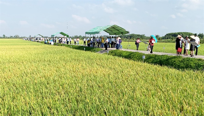 Giống Lúa OM10636, OM8 Đứng Đầu Bảng 