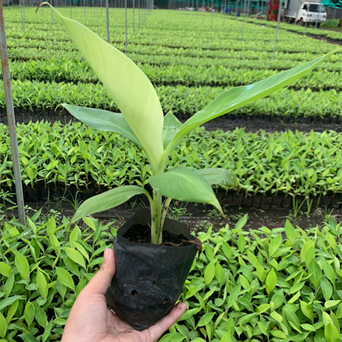 Seedling