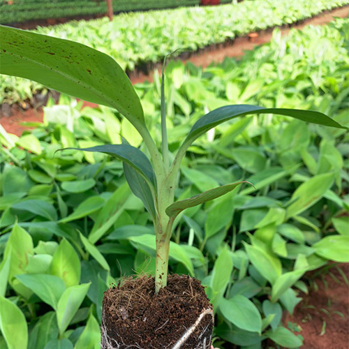 Seedling