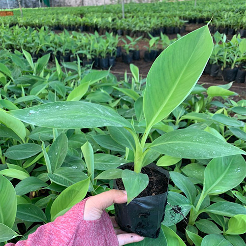 Seedling