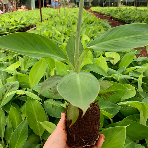 Seedling