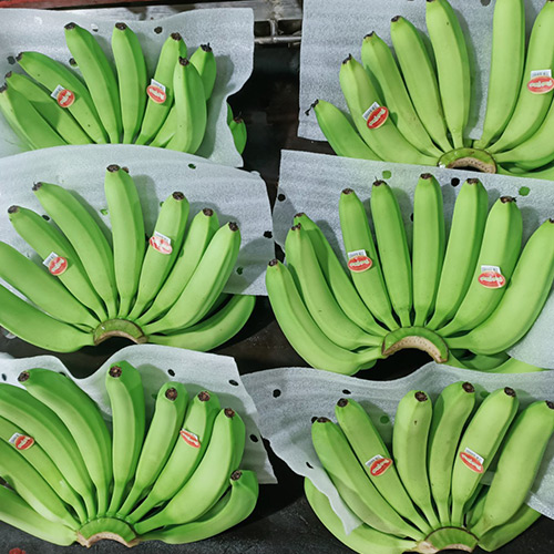 Export of green bananas