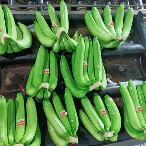 Export of green bananas