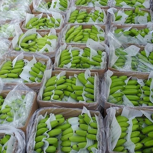 Export of green bananas