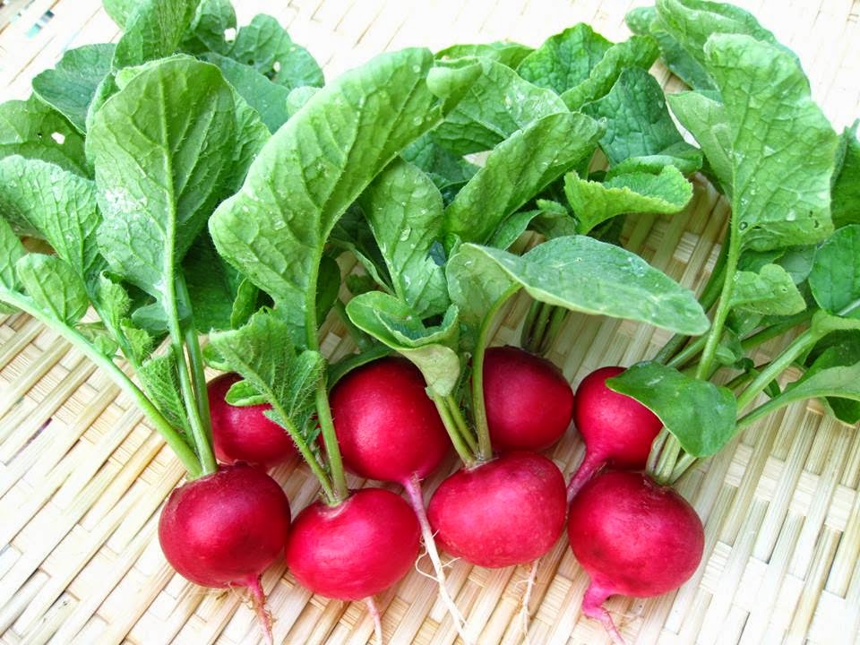 10 kinds of vegetables are extremely easy to plant so young sister 
