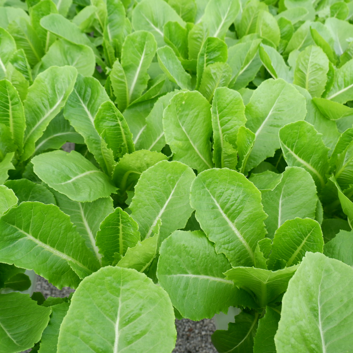 SALAD ROMAINE