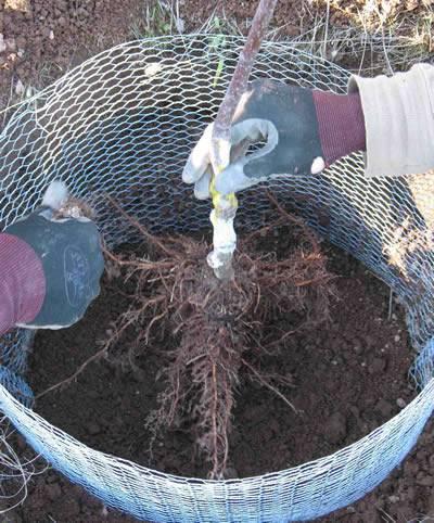 Gopher Control Wire Mesh