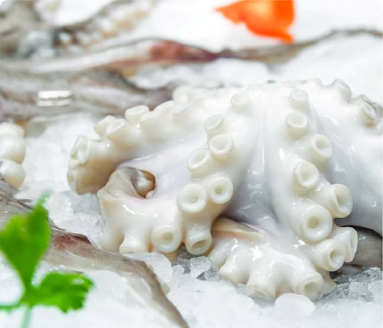 Octopus - Squid Products