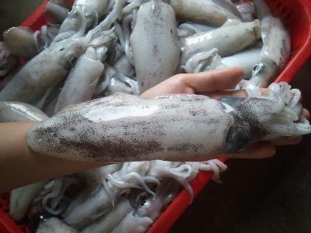 Cuttlefish, octopus rise again