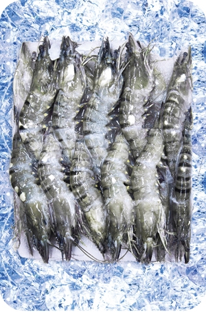 Black Tiger Shrimp (HOSO)