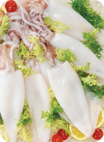 Loligo Squid